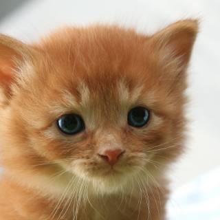 Brown cats wallpaper