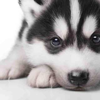 Husky pups wallpaper