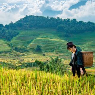 Wicker field wallpaper