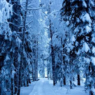 Winter snow 4k wallpaper