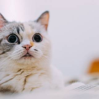 Staring cat wallpaper