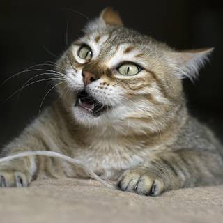 Staring cat wallpaper