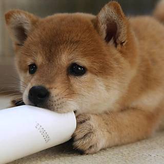 Shiba Inu puppies wallpaper