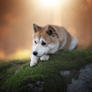 Shiba Inu puppies wallpaper