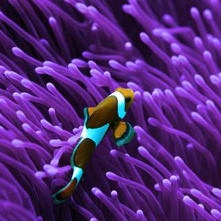 Saltwater fish wallpaper