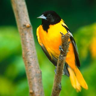 Yellow bird wallpaper