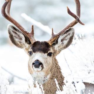 Winter animals mobile wallpaper