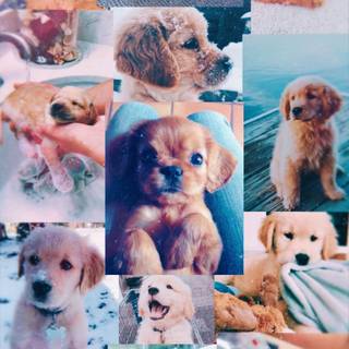 Dog collage wallpaper
