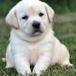 Chubby puppies wallpaper