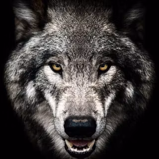 Wolf head wallpaper