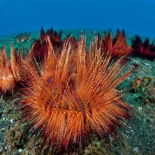 Sea urchin wallpaper