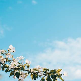 Light blue flower wallpaper