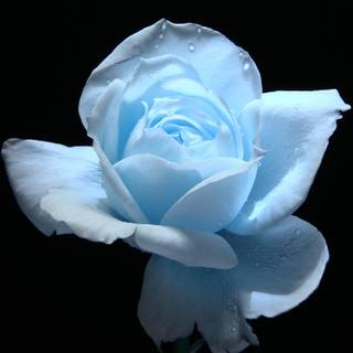 Light blue flower wallpaper