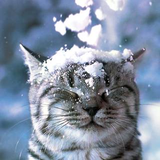 Cute winter cat wallpaper