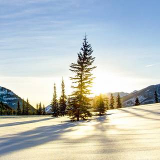 Pre winter mobile wallpaper