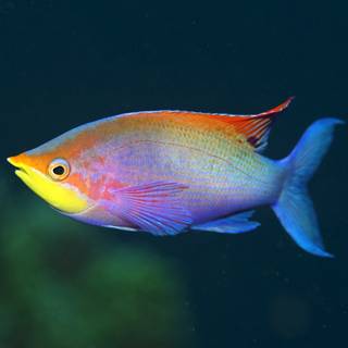 Colourful fish wallpaper