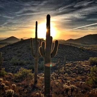 Desert cactus wallpaper