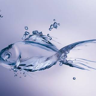 Fish in water wallpaper
