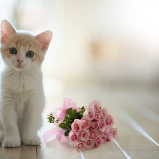 Cat with flower wallpaper