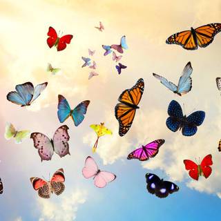 Butterfly collage wallpaper