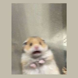Hamster memes wallpaper