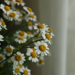 Small flower wallpaper