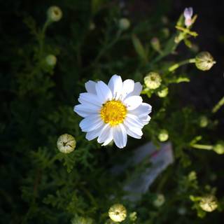 Small flower wallpaper