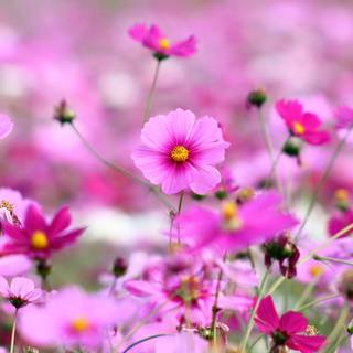 Small flower wallpaper