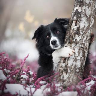 Black and white winter dogs wallpaper