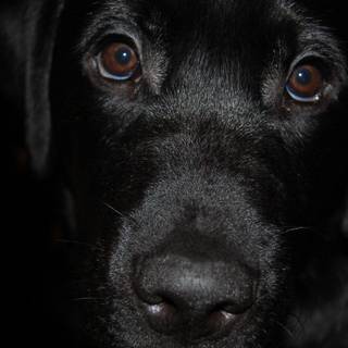 Black and white winter dogs wallpaper