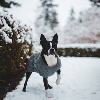 Black and white winter dogs wallpaper