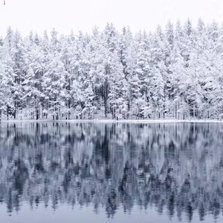 Desktop winter forest wallpaper