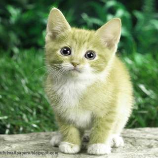 Beautiful cat wallpaper