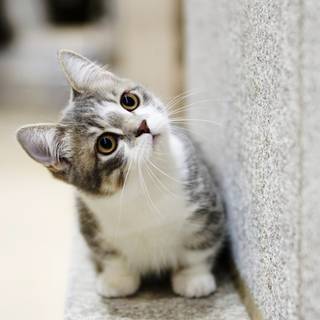 Beautiful cat wallpaper