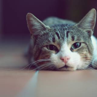 Beautiful cat wallpaper