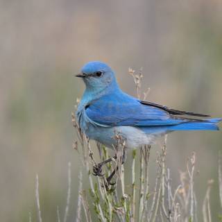Mountain bluebird wallpaper