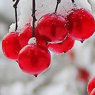 Cranberry winter wallpaper