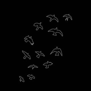 Aesthetic birds wallpaper