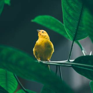 Aesthetic birds wallpaper