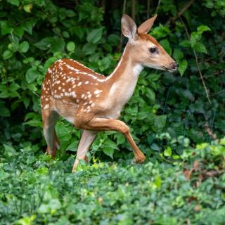Cute baby deer wallpaper