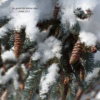 Winter Bible wallpaper