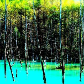 Florida landscape wallpaper