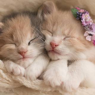 Cute baby kittens wallpaper