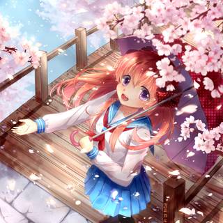 Sakura Chiyo wallpaper