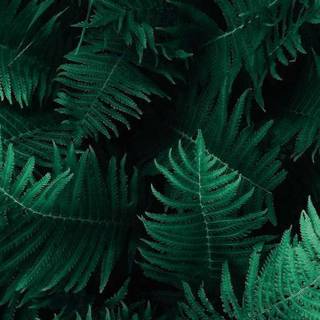 Dark plant wallpaper