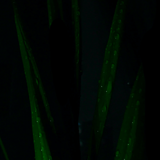 Dark plant wallpaper