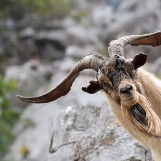 Funny goat wallpaper