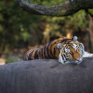 Lazy tigers wallpaper
