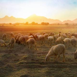 The Lord is my Shepherd wallpaper