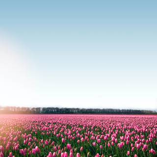 Tulips plantation wallpaper
